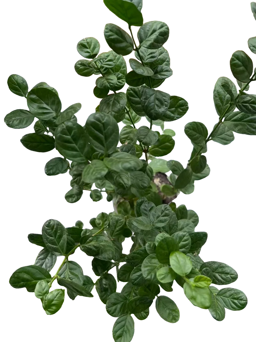 Arabischer Jasmin (Jasminum sambac (gefüllt))