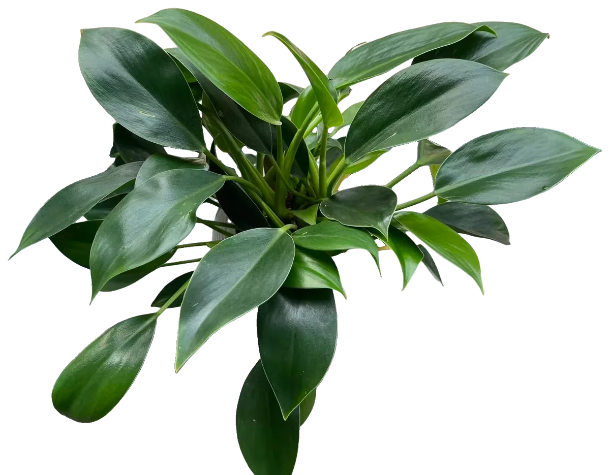 Baumfreund (Philodendron 'Imperial Green')