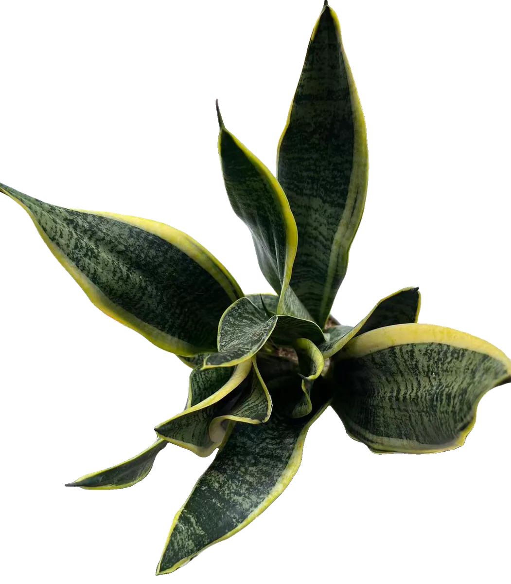 Bogenhanf (Sansevieria trifasciata 'Laurentii')