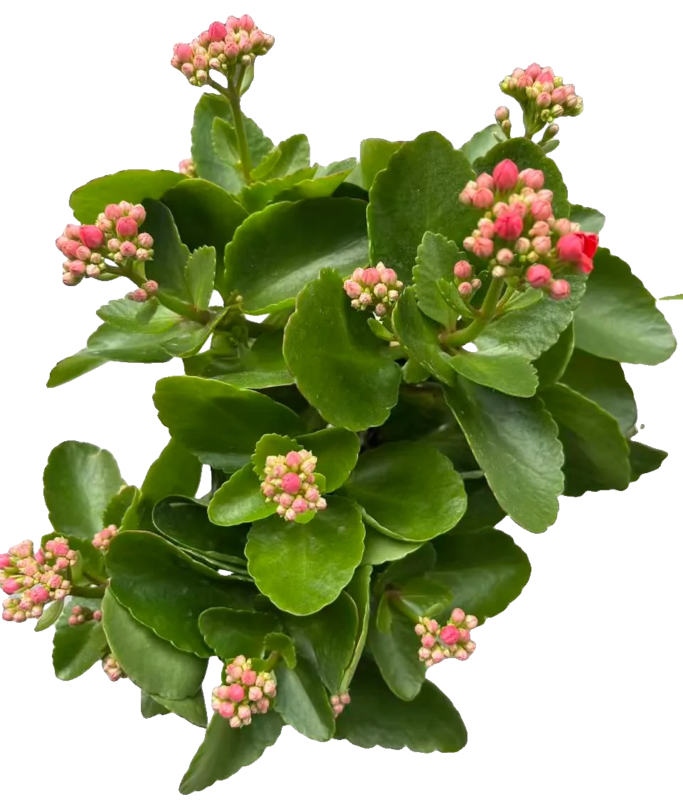 Flammendes Käthchen (Kalanchoe blossfeldiana)