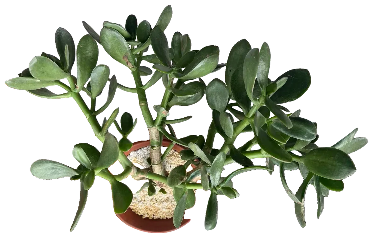 Geldbaum (Crassula ovata)