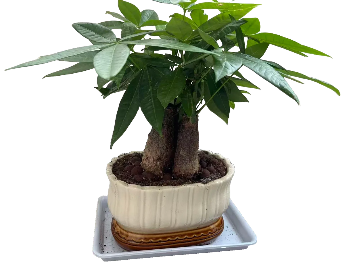 Glückskastanie (Pachira aquatica)