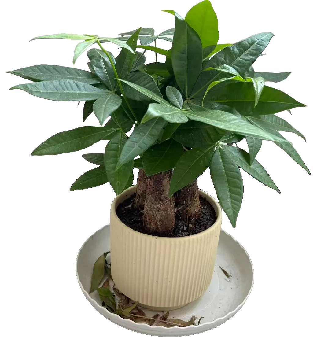 Glückskastanie (Pachira aquatica)