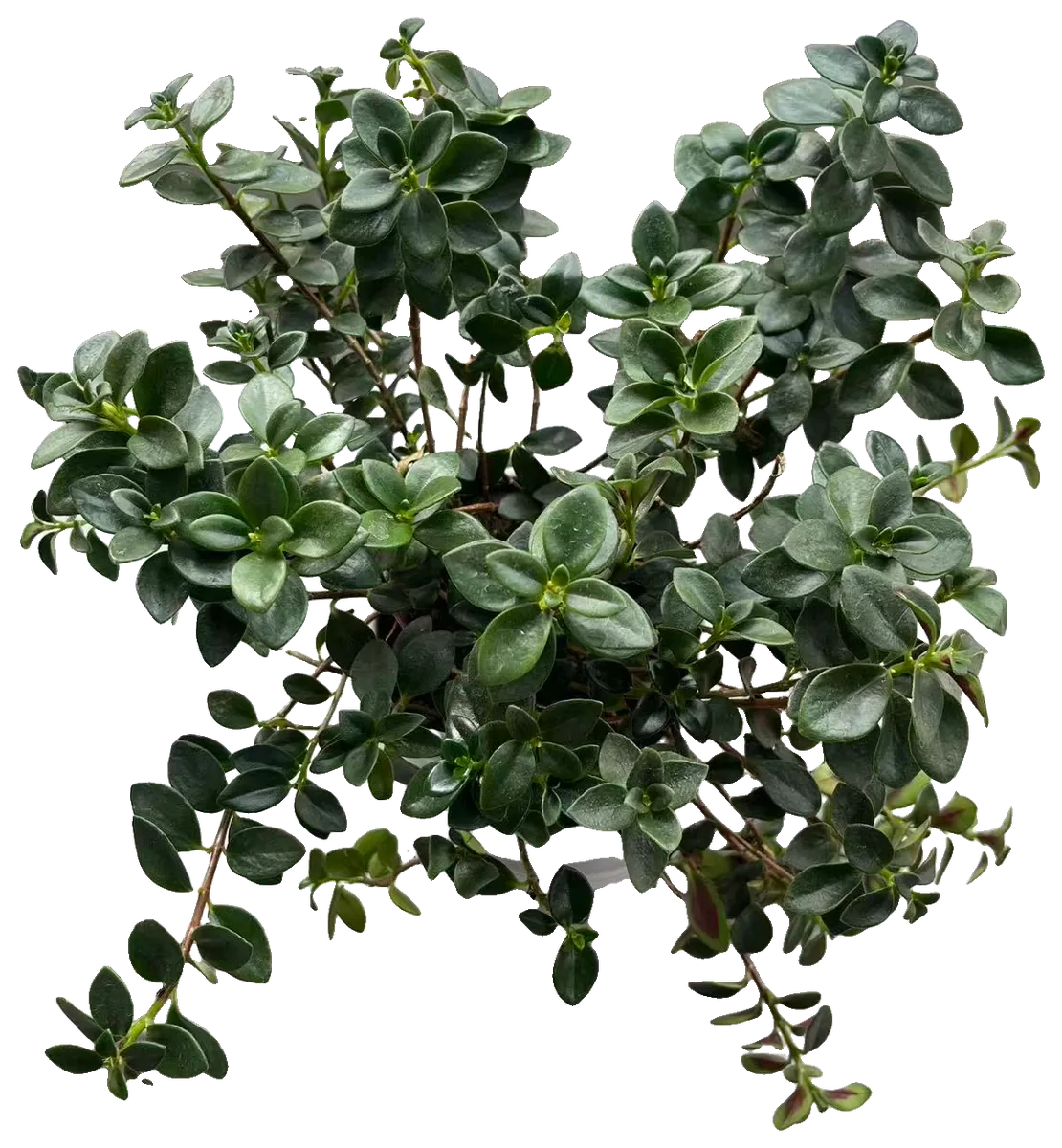 Kussmäulchen (Nematanthus)