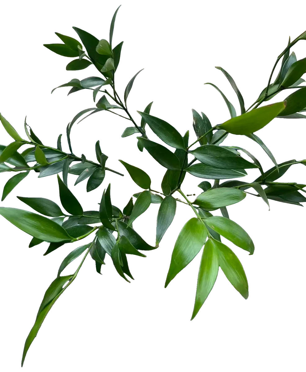 Nagi-Steineibe (Nageia nagi)