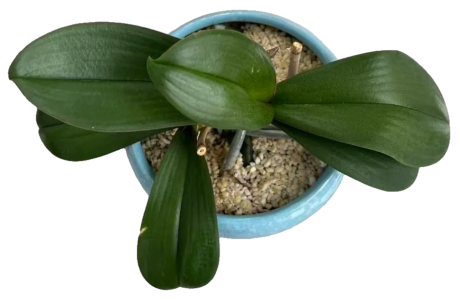 Schmetterlingsorchidee (Phalaenopsis)